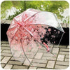 Japanese Umbrella Transparent